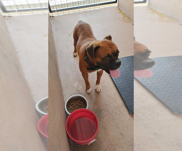 Medium Photo #3 Boxer Puppy For Sale in Austin, TX, USA