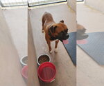 Small #2 Boxer
