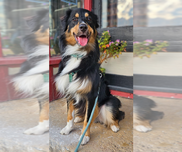 Medium Photo #1 Australian Shepherd-Unknown Mix Puppy For Sale in Plymouth, MN, USA