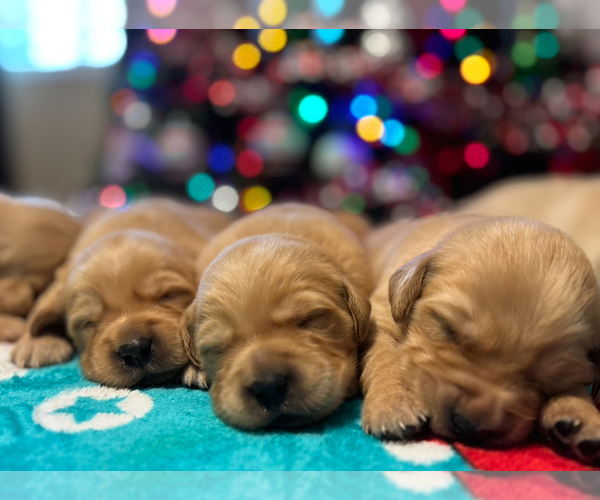 Medium Photo #11 Golden Retriever Puppy For Sale in CERES, CA, USA
