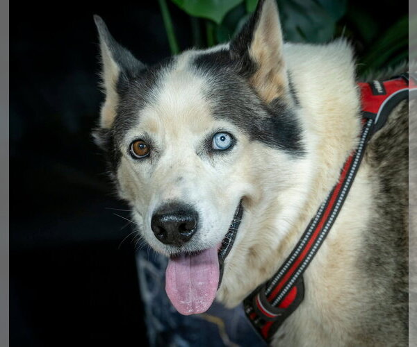Medium Photo #2 Siberian Husky Puppy For Sale in Cedar Crest, NM, USA