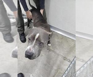 American Pit Bull Terrier Dogs for adoption in Temple, TX, USA