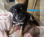 Small #2 Rottweiler Mix
