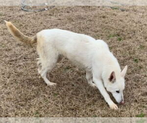 Junior - Male - Mix Dog for Adoption - Photo #6