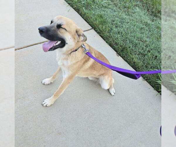 Medium Photo #3 German Shepherd Dog-Unknown Mix Puppy For Sale in La Grange , NC, USA