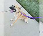 Small #2 German Shepherd Dog Mix