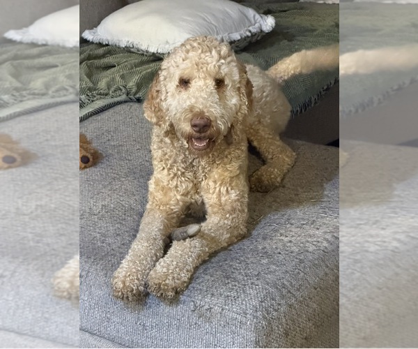 Medium Photo #1 Goldendoodle Puppy For Sale in HUNTINGDON, TN, USA