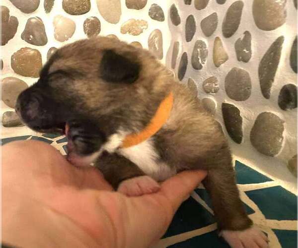 Medium Photo #7 Mutt Puppy For Sale in Imlay City, MI, USA