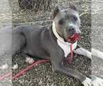 Small #1 Bulldog-Staffordshire Bull Terrier Mix