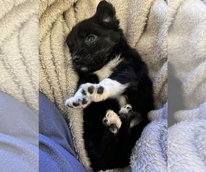 Chihuahua-Unknown Mix Dogs for adoption in Kannapolis, NC, USA