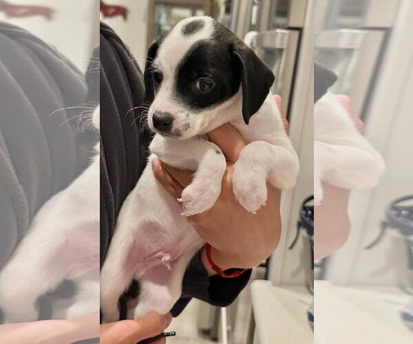 Medium Photo #2 Chiweenie Puppy For Sale in Los Angeles, CA, USA