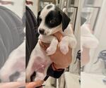Small #1 Chiweenie