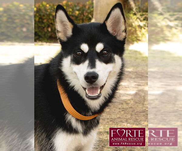 Medium Photo #6 Huskies -Siberian Husky Mix Puppy For Sale in Marina del Rey, CA, USA
