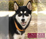Small #5 Huskies -Siberian Husky Mix