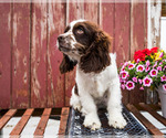 Small Photo #5 Cockapoo Puppy For Sale in WAKARUSA, IN, USA