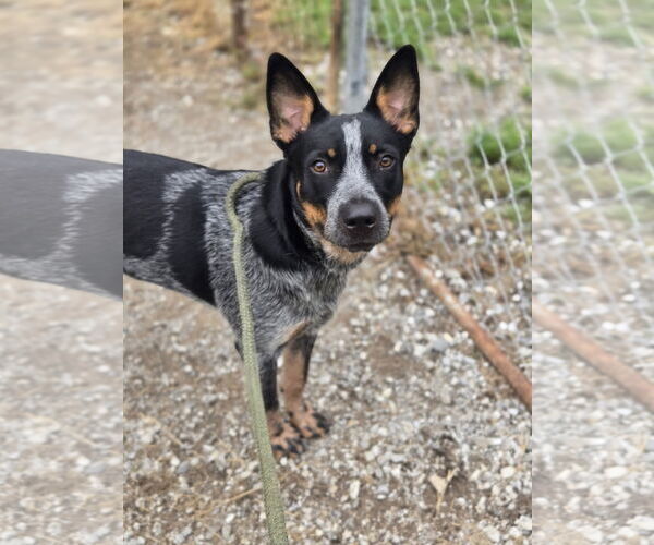 Medium Photo #1 Mutt Puppy For Sale in Crandall, GA, USA