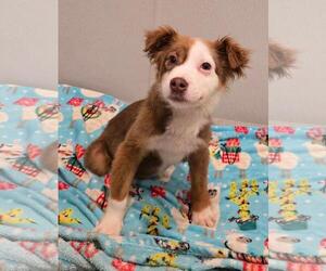 Mutt Dogs for adoption in Doylestown, PA, USA