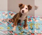Small Mutt