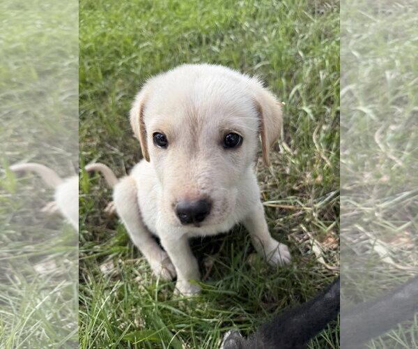 Medium Photo #2 Great Pyrenees-Unknown Mix Puppy For Sale in Chama, NM, USA