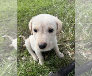 Sasha - Female Great Pyrenees-Unknown Mix Dog for Adoption - Photo #2