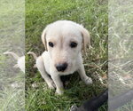 Small Photo #2 Great Pyrenees-Unknown Mix Puppy For Sale in Chama, NM, USA