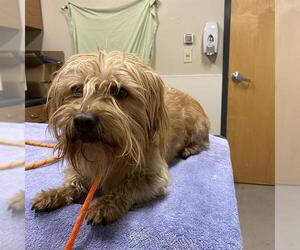 Tibetan Terrier Dogs for adoption in Modesto, CA, USA