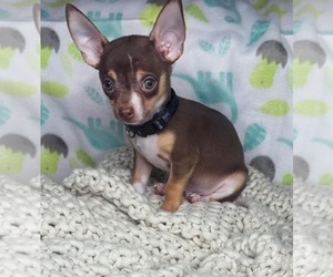 Chihuahua Puppy for sale in CHARLOTTE, NC, USA