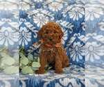 Small Photo #3 Goldendoodle (Miniature) Puppy For Sale in LINCOLN UNIVERSITY, PA, USA
