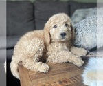Small Photo #3 Goldendoodle Puppy For Sale in FORDLAND, MO, USA