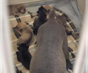 Mutt Dogs for adoption in Decatur, IL, USA