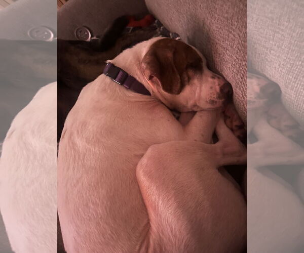 Medium Photo #3 Pointer-Unknown Mix Puppy For Sale in Aurora, CO, USA