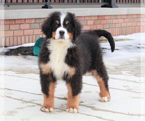 Bernese Mountain Dog Puppy for sale in FREDERICKSBURG, OH, USA