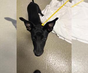 Unknown-Whippet Mix Dogs for adoption in Las Vegas, NV, USA