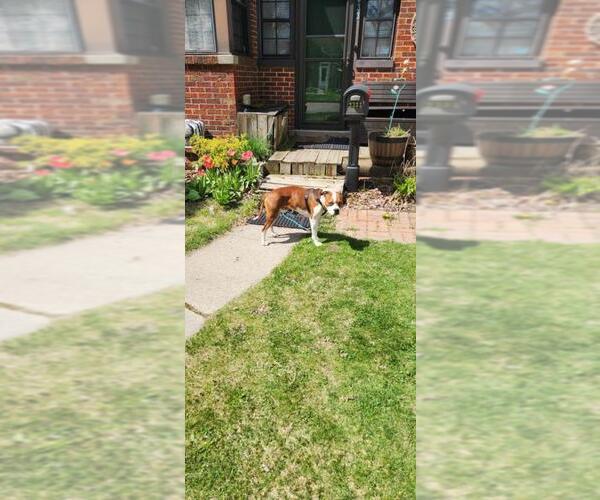 Medium Photo #1 Boxer-Unknown Mix Puppy For Sale in Saginaw, MI, USA
