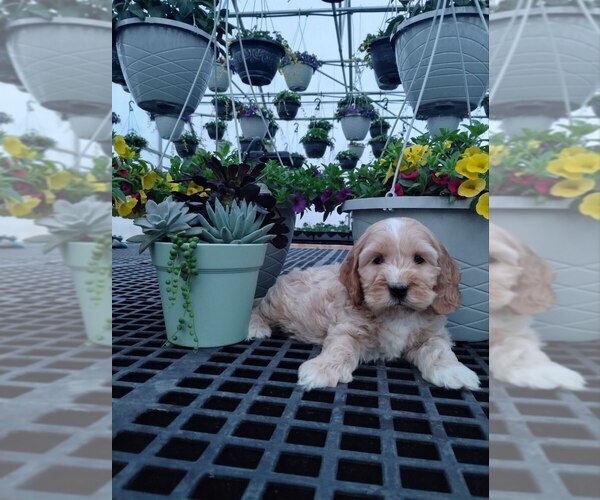 Medium Photo #1 Cocker Spaniel-Poodle (Miniature) Mix Puppy For Sale in GREENWOOD, WI, USA