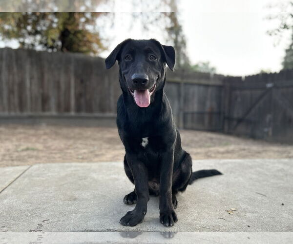 Medium Photo #3 Labrador Retriever Puppy For Sale in Clovis, CA, USA