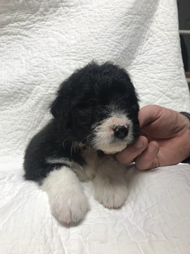 Medium Photo #5 Bordoodle Puppy For Sale in CRESTON, OH, USA