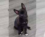 Small #3 Chihuahua Mix