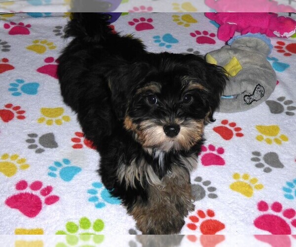 Medium Photo #4 Havashire Puppy For Sale in ORO VALLEY, AZ, USA