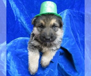 German Shepherd Dog Puppy for sale in HARTVILLE, MO, USA