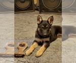 Small Photo #1 German Shepherd Dog Puppy For Sale in CLOVERDALE, IN, USA