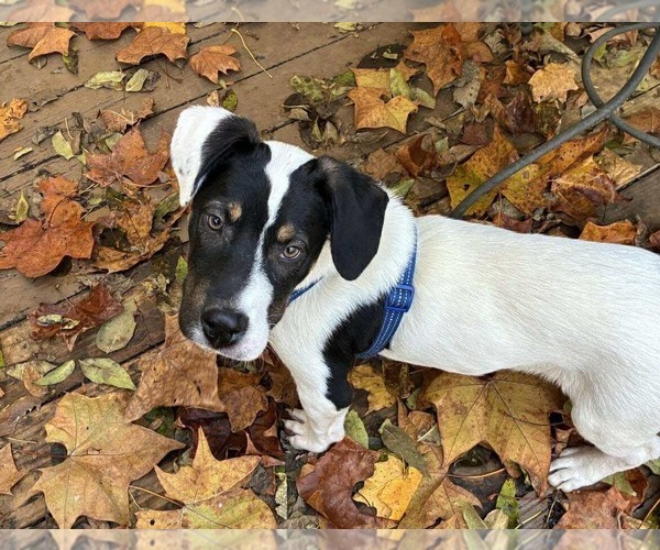 Medium Photo #9 American Pit Bull Terrier-Unknown Mix Puppy For Sale in Germantown, OH, USA