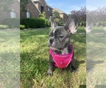 Small Photo #6 French Bulldog Puppy For Sale in PLANO, TX, USA