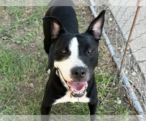 Medium Photo #1 Mutt Puppy For Sale in Tulsa, OK, USA