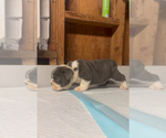 Small #10 English Bulldog