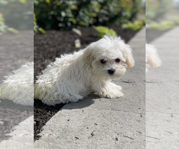 Medium Photo #5 Havanese Puppy For Sale in CANOGA, NY, USA
