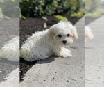 Small #4 Havanese