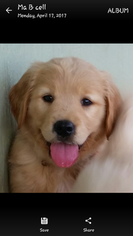 Golden Retriever Puppy for sale in HONEA PATH, SC, USA