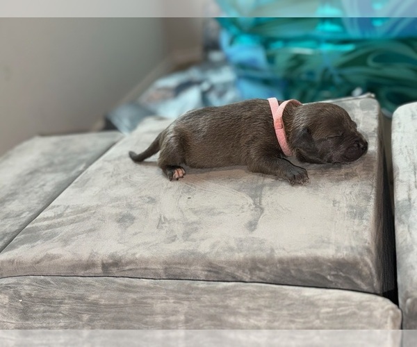 Medium Photo #2 American Bully Puppy For Sale in VON ORMY, TX, USA