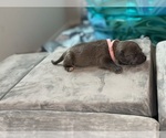 Small #1 American Bully